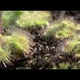 This carnivorous plant uses touch-sensitive tentacles to grab far-off prey